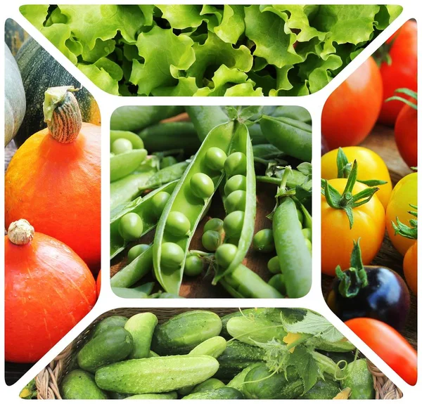 Collage Vegetables Products Vegetable Garden Healthy Eating Consept Gardening Background — Stock Photo, Image