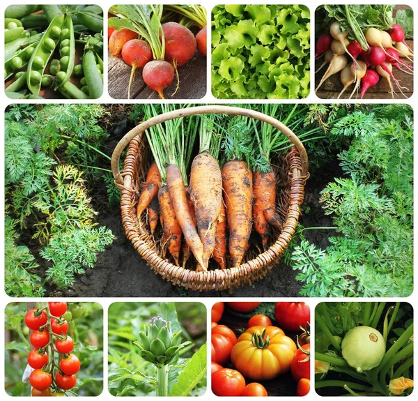 Collage Vegetables Products Vegetable Garden Healthy Eating Consept Gardening Background — Stock Photo, Image