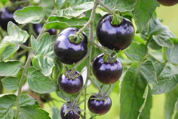Tomates Noires Sur Une Branche Dans Jardin Tomate Rose Indigo — Photo