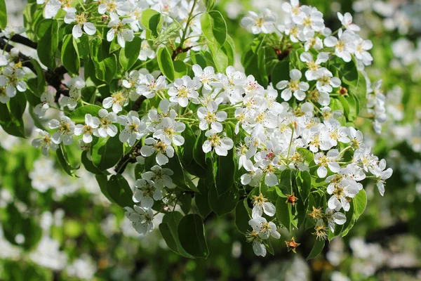 Spring Background Beautiful Branch Pear Tree Blossoms Blue Background — Stock Photo, Image