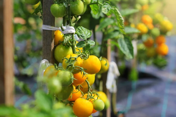 Dal bahçede sarı domates olgunlaşmak. Çeşitli sarı domates — Stok fotoğraf