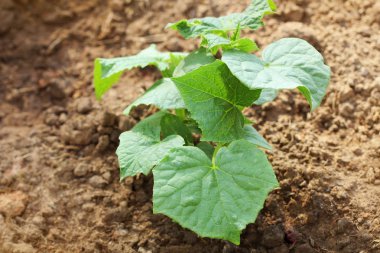 Bahçe yatakta büyüyen salatalık bitki