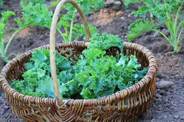 Jeune chou frisé poussant dans le potager. Jardinier cueillette des feuilles dans le panier — Photo