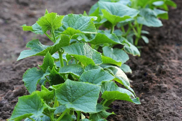 Cucumber plant growing in a garden bed — Stock Photo, Image