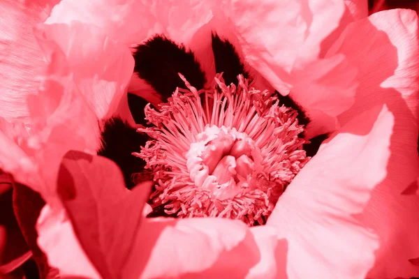 Fundo belo padrão de primavera com flor rosa. Fechar de flor de peônia — Fotografia de Stock