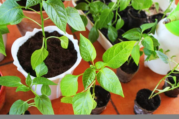 Seedling of paprika growing in pots indoor — Stock Photo, Image