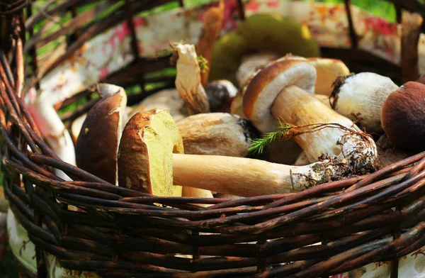 Mand Vol Verse Boletus Champignons Het Bos — Stockfoto