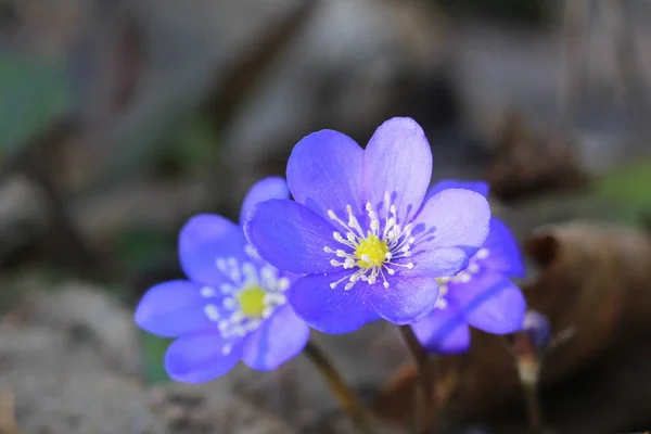 Niebieskie kwiaty Hepatica Nobilis również wspólne Hepatica, Przylaszczka, kidneywort, Wąkrota, przylaszczka pospolita. — Zdjęcie stockowe