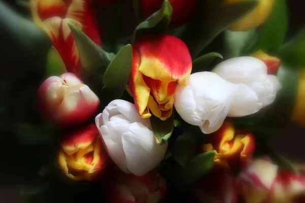 Ramo de hermosos tulipanes, San Valentín, Internacional para mujer, Día de la madre —  Fotos de Stock