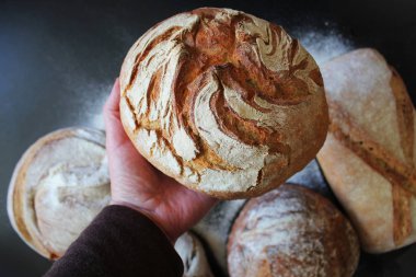 Baker veya taze pişmiş ekmek tutan ve ellerinde kesiliyor pişirme Şef. Yemek, başarılı bir iş adamı veya başlangıç kavramı. Siyah arka plan üzerine taze ekmek çeşitleri