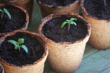 Genç domates fide turba tencere filizlenir. Bahçe kavramı.