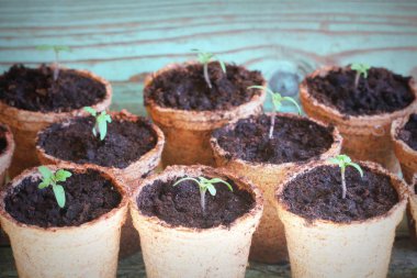 Genç domates fide turba tencere filizlenir. Bahçe kavramı.