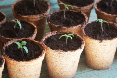 Genç domates fide turba tencere filizlenir. Bahçe kavramı.