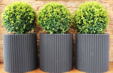 Küresel kesilmiş dekoratif Buxus ağacı ile üç modern tencere .