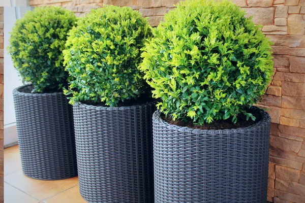 Three modern pots with spherical trimmed decorative Buxus tree . — Stock Photo, Image