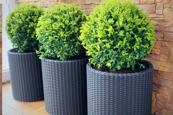 Küresel kesilmiş dekoratif Buxus ağacı ile üç modern tencere . — Stok fotoğraf