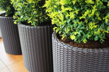 Küresel kesilmiş dekoratif Buxus ağacı ile üç modern tencere .