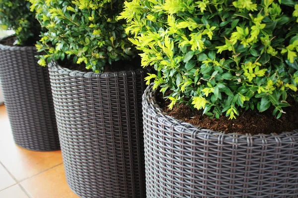 Küresel kesilmiş dekoratif Buxus ağacı ile üç modern tencere . — Stok fotoğraf