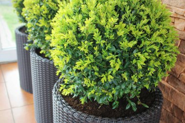 Küresel kesilmiş dekoratif Buxus ağacı ile üç modern tencere .