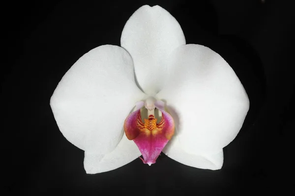 White orchid flower on black background .