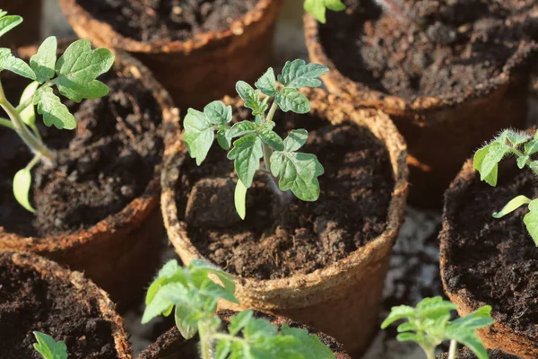 Молоді паростки розсади помідорів у торф'яних горщиках. Концепція садівництва . — стокове фото
