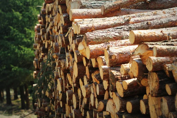 Wooden logs of pine woods in the forest, stacked in a pile by the side of the road. Freshly chopped tree logs stacked up on top of each other in a pile. — Stock Photo, Image