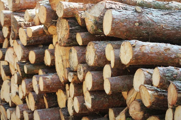 Holzstämme von Kiefernwäldern im Wald, gestapelt in einem Haufen am Straßenrand. frisch gehäckselte Baumstämme übereinander gestapelt in einem Haufen. — Stockfoto