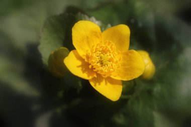 Caltha palustris, bataklık-kadife çiçeği ve kingcup çiçek olarak bilinen, seçici odak