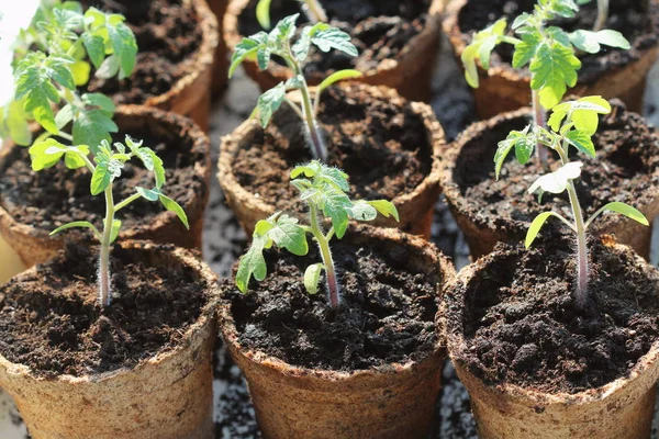 Junge Tomatensämlinge sprießen in den Torftöpfen. Gartenkonzept. — Stockfoto