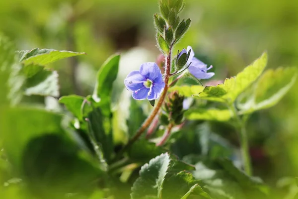 Veronica officinalis virág kék virágos nyári idő — Stock Fotó