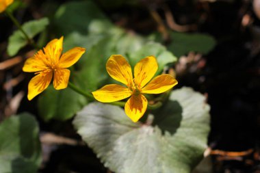 Caltha palustris, bataklık-kadife çiçeği ve kingcup çiçek olarak bilinen, seçici odak