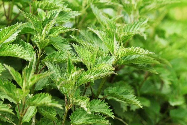 Urtica dioica, often called common nettle or stinging nettle — Stock Photo, Image