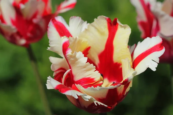Białego tulipana z czerwonymi paskami delikatny. Piękno przyrody w ogrodzie. — Zdjęcie stockowe