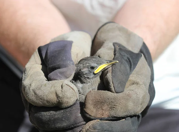Tordo de pássaro. Ornitologista segurando um pequeno pássaro nas mãos . — Fotografia de Stock