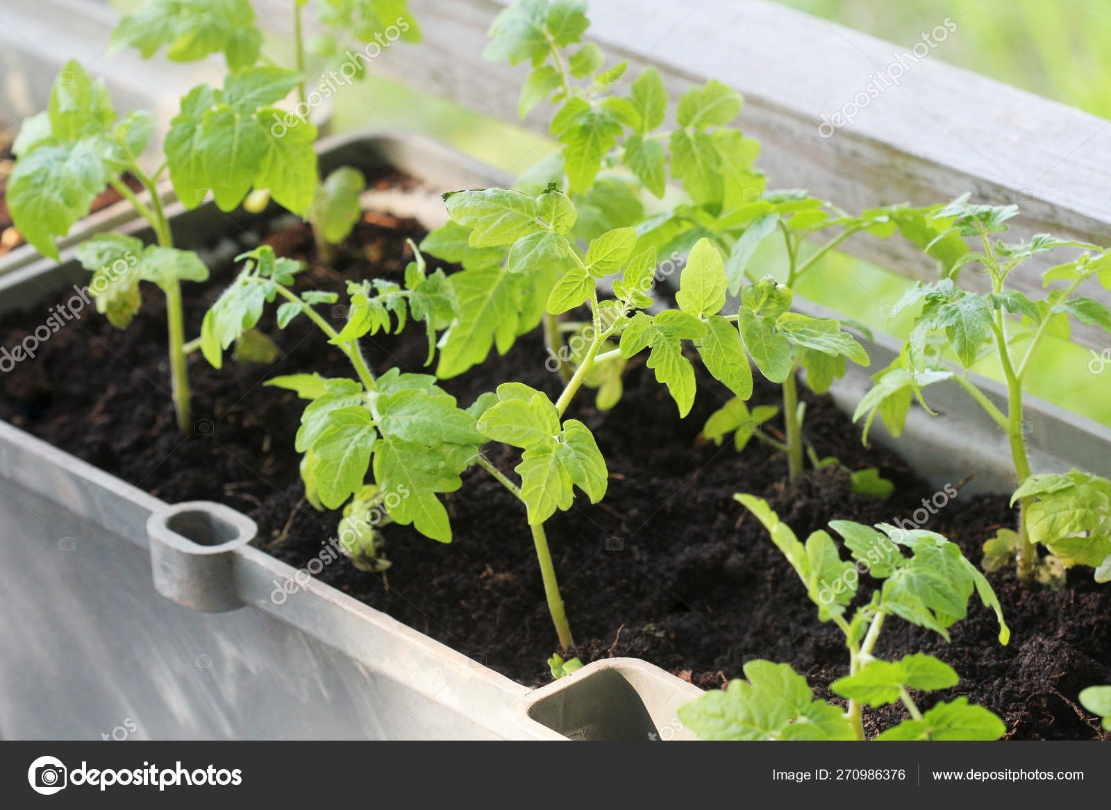 Купить Рассаду Помидор В Нижнем Новгороде