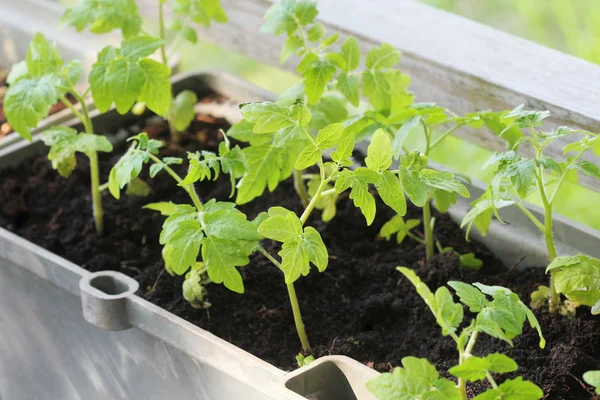 Potager sur une terrasse. Herbes, tomates semis poussant en récipient — Photo