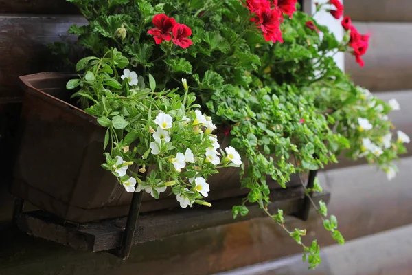 Röda och vita blommande växter i en blomma låda i fönsterbrädan. Geranium, Petunia och Bacopa blomma tillväxt i potten — Stockfoto
