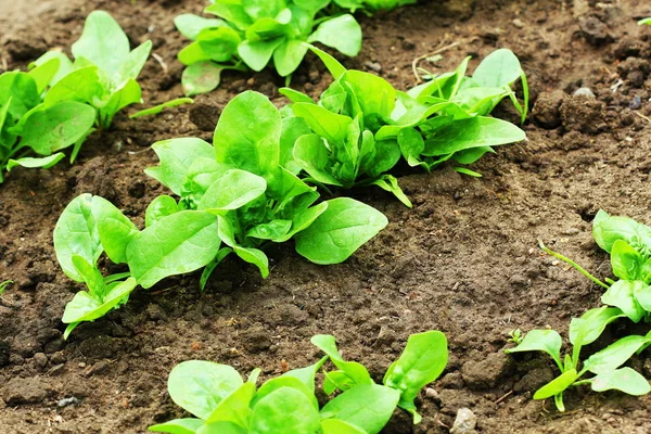 Čerstvé organické listy špenátu v zahradě — Stock fotografie