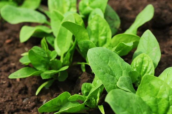 Foglie fresche biologiche di spinaci in giardino — Foto Stock