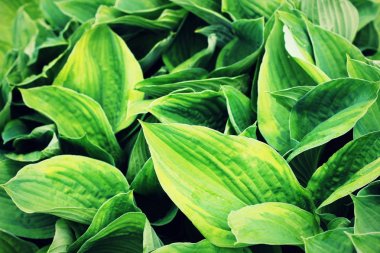 Hosta desen arka plan bırakır. Yaz bitkiler duvar kağıdı. Hosta zambak yaprak
