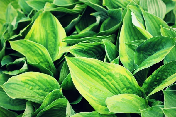 Hosta leaves pattern background. Summer plants wallpaper. Hosta lily leaf — Stock Photo, Image