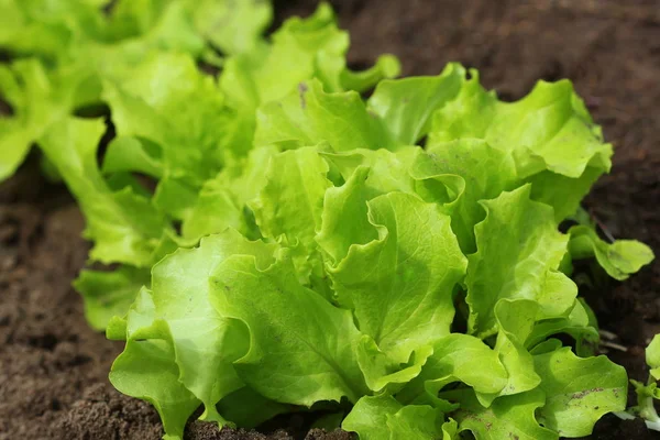 Salade bouclée verte poussant dans le jardin, poussant. Alimentation végétarienne saine — Photo