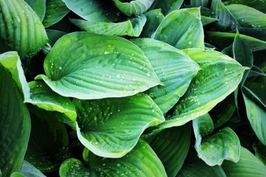 Hosta desen arka plan bırakır. Yaz bitkiler duvar kağıdı. Hosta zambak yaprak