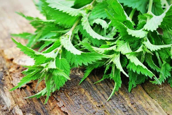 Young nettle leaves on rustic background, stinging nettles, urtica — Stock Photo, Image