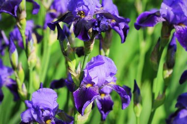 Mavi iris çiçekleri bahçede yetişir, yeşil arka plan. Çok iris veya Iris germanica