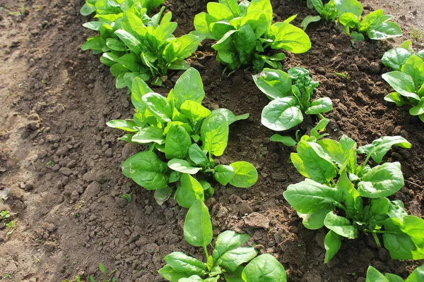 Foglie fresche biologiche di spinaci in giardino — Foto Stock