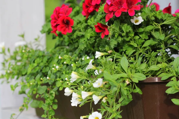 Красно-белые цветущие растения в цветочной коробке на подоконнике. Рост цветков герань, петуния и бекопа в горшке — стоковое фото