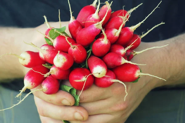 Rabanete recém-colhido. Bando de vegetais em um agricultor mão — Fotografia de Stock