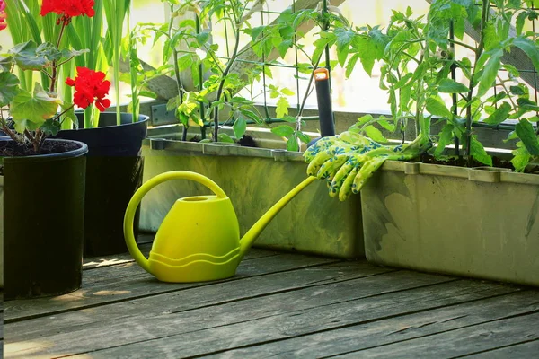 Jardinage des légumes en récipient. Potager sur une terrasse. Fleur, tomates poussant en récipient — Photo