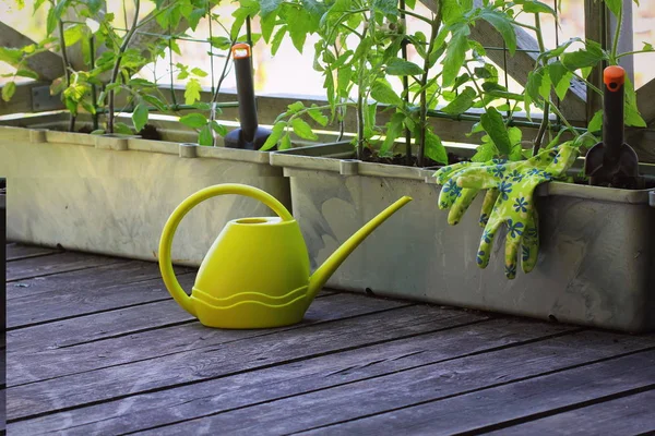 Container vegetables gardening. Vegetable garden on a terrace. Flower, tomatoes growing in container